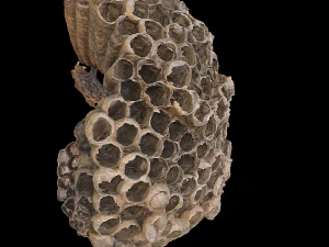 behive bee 3D Model
