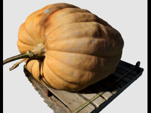 pumpkin realistic 3D Model