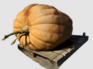 pumpkin realistic 3D Model