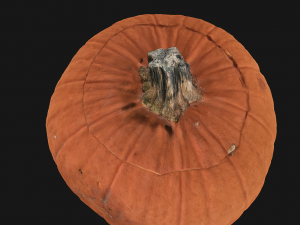 pumpkin halloween 3Dモデル