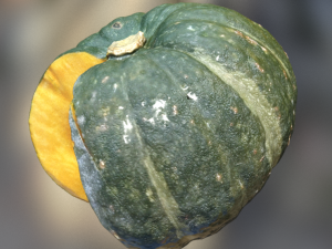 pumpkin realistic 3Dモデル