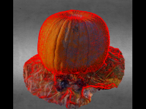 pumpkin food realistic scan 3D Modell