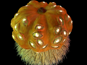contest pumpkin 3Dモデル