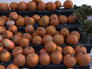 pumpkin vegetal 3D Model
