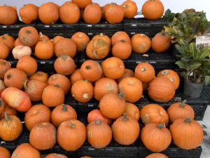 pumpkin vegetal 3D Model