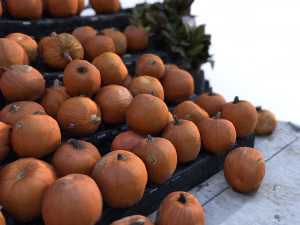 pumpkin vegetal 3D Model