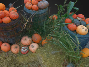 pumpkins on barrels vegetable realistic 3D Model