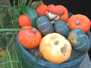 pumpkins on barrels vegetable realistic 3D Modell