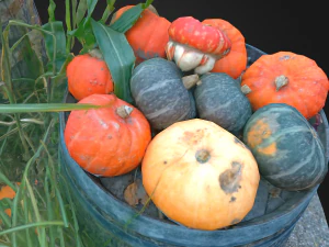 pumpkins on barrels vegetable realistic 3D Model
