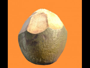 coconut realistic 3D 모델