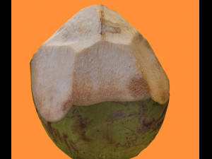 coconut realistic 3D 모델