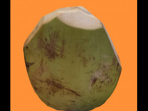 coconut realistic 3D 모델