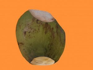 coconut realistic 3D 모델