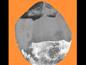 coconut realistic 3D Model