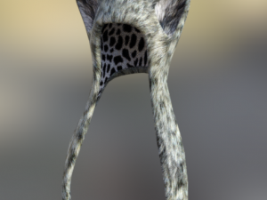 kitty hats fantasy 3D Model