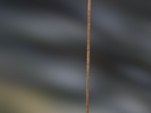 Arrow bow quiver Low-poly 3D Модель