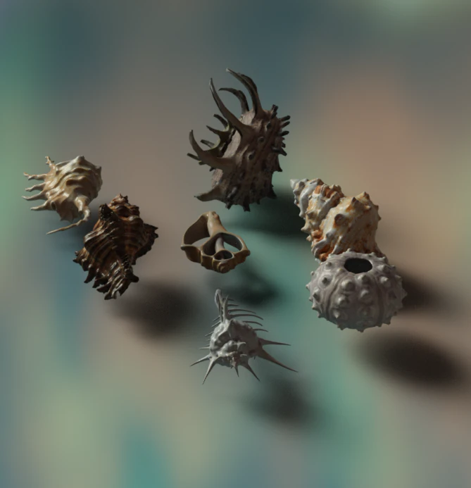 Sea shells 3D Model .c4d .max .obj .3ds .fbx .stl .blend