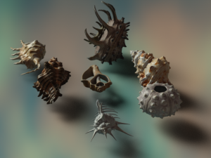 Sea shells Modelo 3D