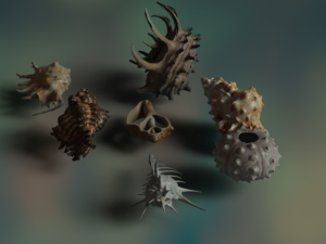 Sea shells Modelo 3D