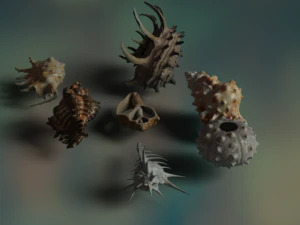 Sea shells 3D Model