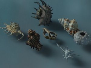 Sea shells Modelo 3D