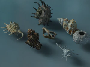 Sea shells 3D Model