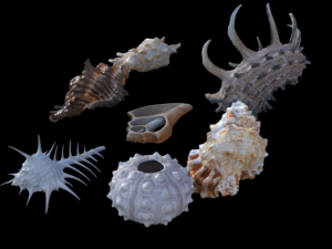 Sea shells Modelo 3D