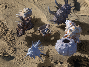 Sea shells Modelo 3D