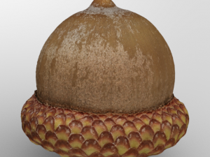 Acorn Modelo 3D