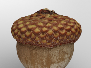 Acorn Modelo 3D