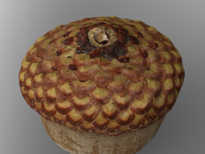 Acorn Modelo 3D