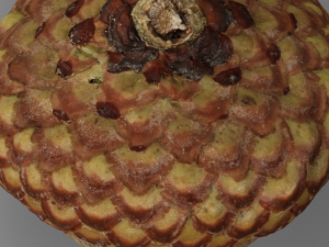Acorn Modelo 3D