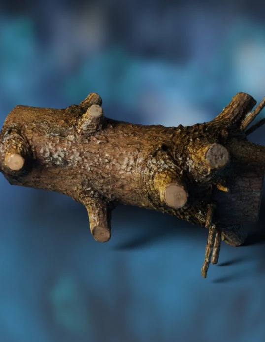 Wood trunk 3D Model .c4d .max .obj .3ds .fbx .stl .blend 