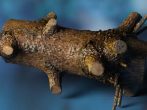 Wood trunk Modello 3D