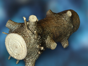 Wood trunk 3D-Modell