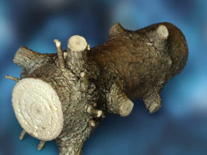 Wood trunk 3D Model