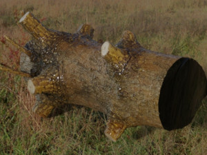 Wood trunk 3D-Modell