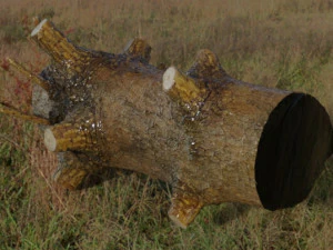 Wood trunk 3D Model