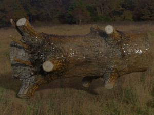 Wood trunk 3D-Modell