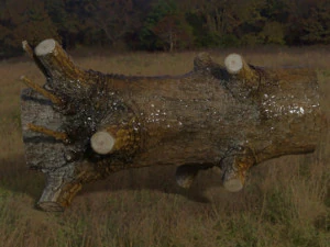 Wood trunk 3D Model