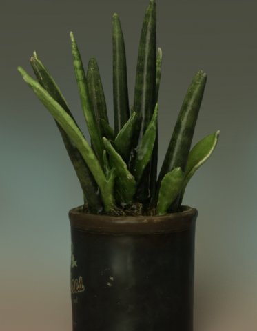 Sansevieria bacularis plant Modello 3D .c4d .max .obj .3ds .fbx .stl .blend 