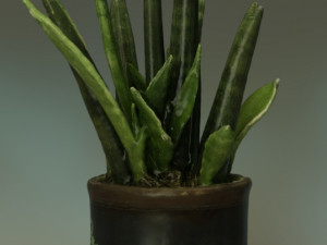 Sansevieria bacularis plant 3D Model