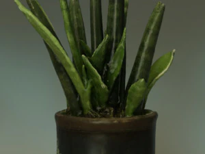 Planta Sansevieria bacularis Modelo 3D