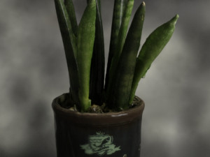 Sansevieria bacularis plant Modello 3D