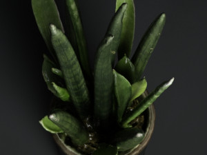 Sansevieria bacularis plant Modello 3D