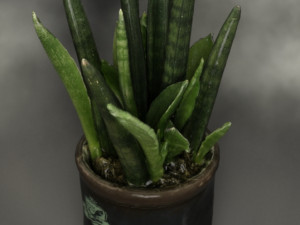 Sansevieria bacularis plant Modello 3D