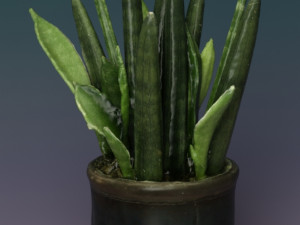 Sansevieria bacularis plant Modello 3D