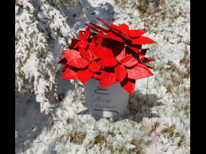 Pack props christmas 3D 模型