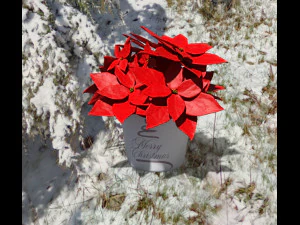 Pack props christmas 3D Model