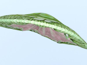 Mushroom hat 3D-Modell